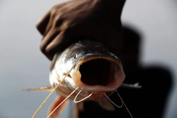 الأسماك غنية بالأوميغا 3 (أرشيفية - إ.ب.أ)