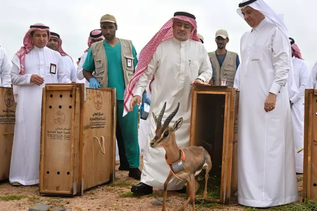 شملت الإطلاقات التي نفذها المركز خلال السنوات الماضية أكثر من 80 نوعاً من الأنواع الفطرية ذات الأولوية الوطنية (المركز الوطني لتنمية الحياة الفطرية)