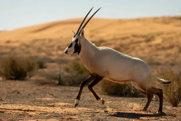 The releases carried out by the center over the past years included more than 80 priority wildlife species - SPA