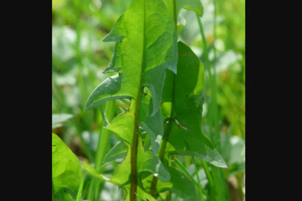 أوراق الهندباء مصدر غني بالفيتامينات والمعادن (بيكسلز)