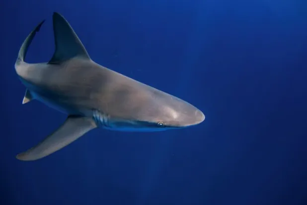 سمكة قرش تسبح في المياه (أرشيفية - رويترز)