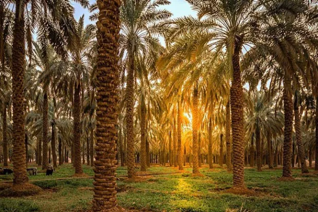 النشاط الزراعي في الدرعية شكّل الركيزة الأساسية لاقتصادات الدولة السعودية الأولى (وزارة السياحة)