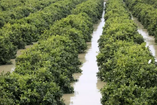 Farmers in the North African kingdom have for the past few years endured severe drought © - / AFP
