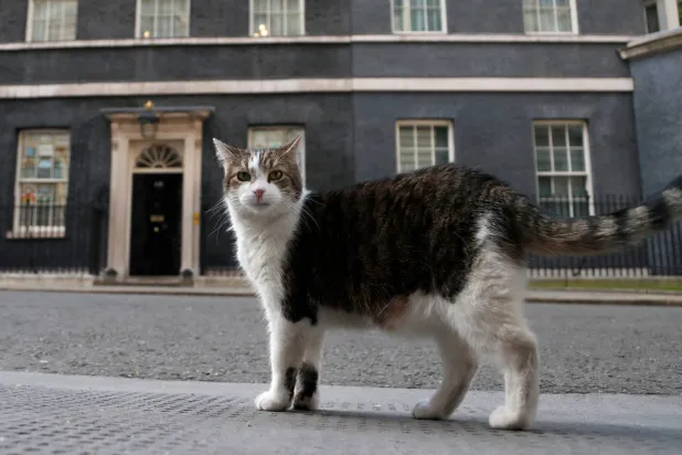 Larry, the official 10 Downing Street cat walks outside 10 Downing Street before the nationwide Clap for Carers to recognise and support National Health Service (NHS) workers and carers fighting the coronavirus pandemic, in London, Thursday, May 21, 2020. (AP)