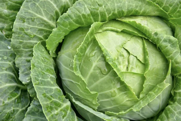 «الملفوف» قديم وغير عصري والآن أصبح رائجاً (غيتي)