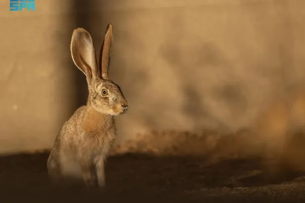 Twenty Arabian hares, carefully selected to boost genetic diversity, have been introduced through the reserve’s rewilding program. (SPA)