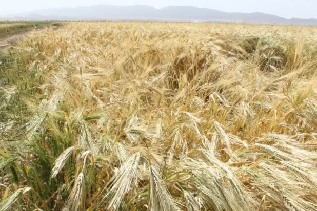 The previous harvest was 4.4 million tons, including 2.4 million tons of soft wheat (File Photo/AFP)
