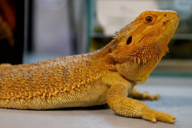 Investigators recovered 101 Australian reptiles from parcels destined for Hong Kong, South Korea, Sri Lanka and Romania. (AFP file)
