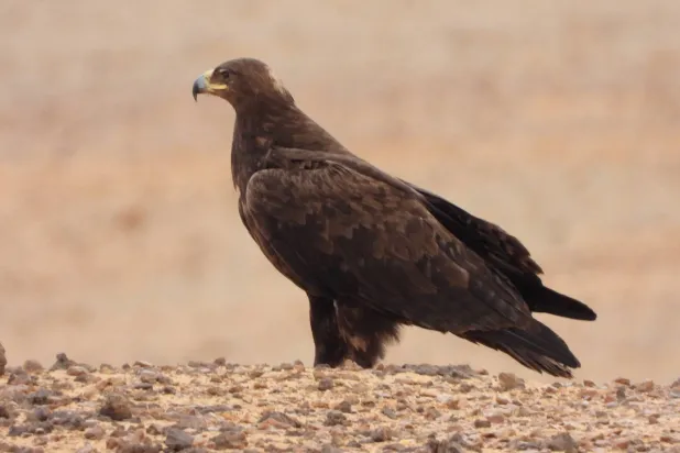 تضم المحمية منطقة رئيسية للتنوع البيولوجي معترفاً بها دولياً وفق المعايير الخاصة بالطيور (واس)