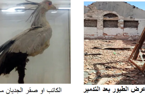 صقر الجديان محنّطاً (الشرق الأوسط) 