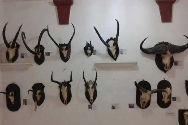 Skulls of several mammals before the destruction (Asharq Al-Awsat)