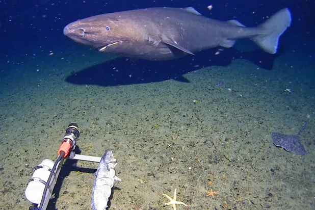 In this image made from video and released by the University of Western Australia, a sleeper shark swims into the spotlight of a video camera in Antarctica in January 2025. (Minderoo-UWA Deep-Sea Research Centre, Inkfish, Kelpie Geoscience via AP)