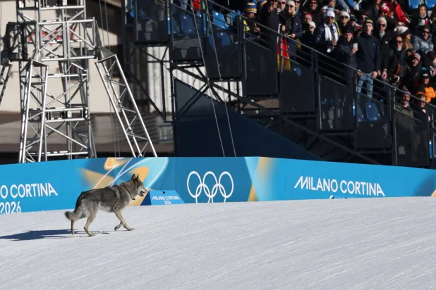 A dog wanders on the ski trail during the women's team cross country free sprint qualification event of the Milano Cortina 2026 Winter Olympic Games at Tesero Cross-Country Skiing Stadium in Lago di Tesero (Val di Fiemme), on February 18, 2026. (Photo by Anne-Christine POUJOULAT / AFP)