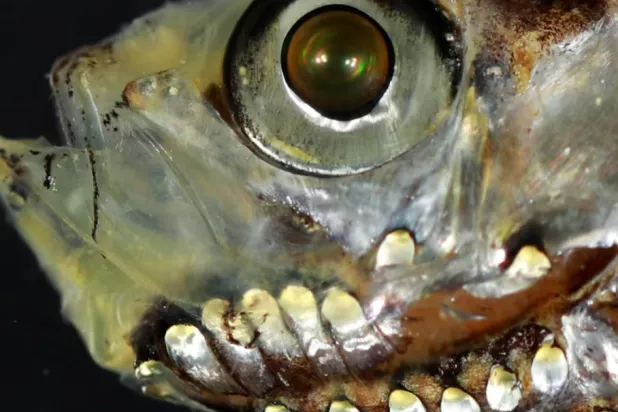 A close-up showing the shiny silver-green photophores (light organs) on the lower head of the deep-sea fish Maurolicus muelleri from the Red Sea, seen in this photograph released on February 11, 2026. Dr. Wen-Sung Chung/Handout via REUTERS