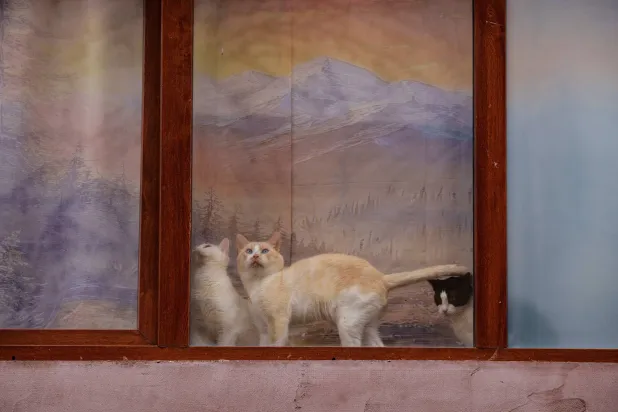 قطتان تظهران أمام ستارة نافذة عليها رسمة منظر طبيعي في بوخارست (أ.ب)