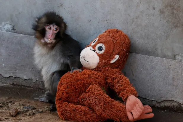 A baby Japanese macaque named Punch sits next to a stuffed orangutan at Ichikawa City Zoo, in Ichikawa, Chiba Prefecture, Japan, February 19, 2026. REUTERS/Kim Kyung-Hoon