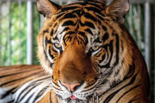 Animal rights group PETA Asia says tigers live in 'misery', urging tourists to stay away from private parks. Mladen ANTONOV / AFP/File
