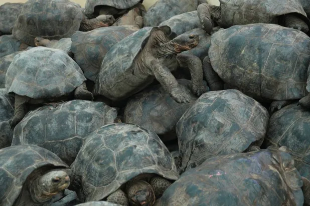  Juvenile giant tortoises are loaded onto a boat on Santa Cruz Island for transport to Floreana Island for release as part of a project to reintroduce the Floreana giant tortoise to its native island in the Galapagos Islands, Ecuador, Thursday, Feb. 19, 2026. (AP Photo/Dolores Ochoa) 
