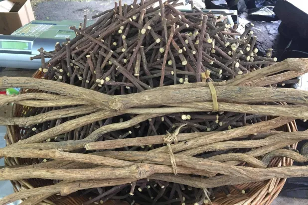 ما فوائد شرب عرق السوس يومياً؟