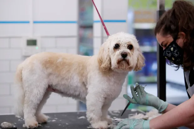 اقتناء حيوان أليف يؤثر على الصحة والرفاهية (رويترز)