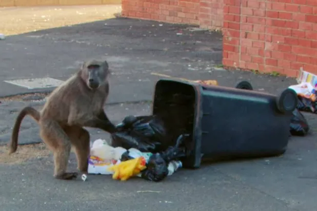 لقطة من فيديو تُظهر قرداً وهو يبحث عن الطعام داخل برميل نفايات