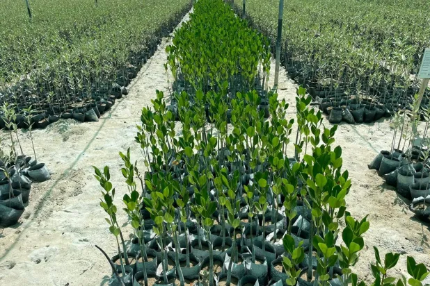 إتمام زراعة أكثر من 5 آلاف شتلة من أشجار المانغروف الحمراء النادرة في «بحيرة الوجه» (البحر الأحمر)