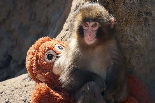 This photo taken on February 19, 2026 shows a seven month-old male macaque monkey named Punch, who was abandoned by his mother shortly after birth, sitting with a stuffed orangutan toy at Ichikawa City Zoo and Botanical Gardens in Chiba Prefecture. (AFP/Jiji Press)