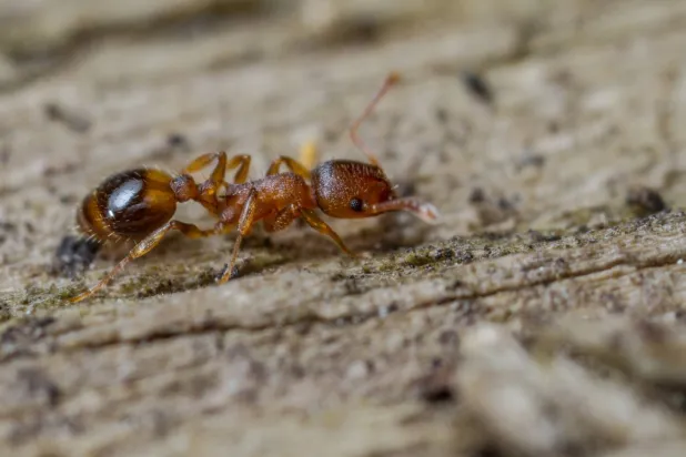 ملكات تولد من ملكة (شترستوك)