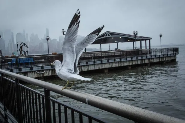 Seagulls fly along the Hudson River while snow falls on February 22, 2026 in Jersey City, New Jersey. (Getty Images/AFP)