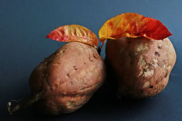 البطاطا الحلوة غنية بالألياف والبوتاسيوم وفيتامين «سي» ومضادات الأكسدة (بيكساباي)