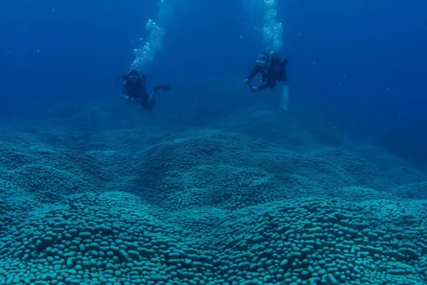 صوفي كالكوفسكي بوب ووالدتها جان بوب تغوصان لاستكشاف المستعمرة (منظمة «مواطنو الشعاب المرجانية»)