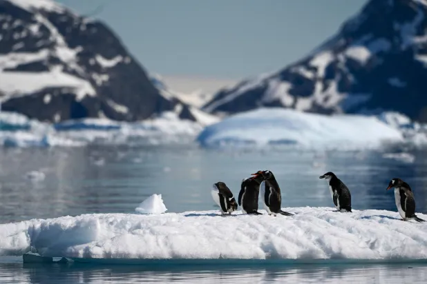 View of a chinstrap (Pygoscelis antarcticus) and gentoo (Pygoscelis papua) penguins at the Gerlache Strait, which separates the Palmer Archipelago from the Antarctic Peninsula, on January 15, 2024. (AFP)