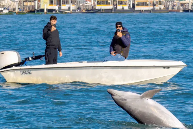 The dolphin named Mimmo swims in the San Marco Basin, amid growing concerns about the impact of tourism on marine life, in Venice (Reuters) 