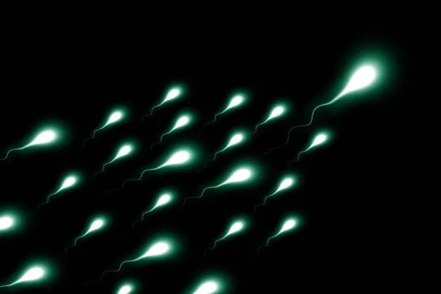 تصوير رمزي لحركة الحيوانات المنوية (بكساباي)