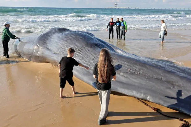 حوت عنبر جرفته الأمواج إلى شاطئ قرب ساحل مدينة غزة (أ.ف.ب)