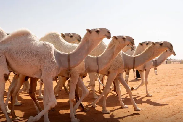 من منافسات مهرجان الملك عبد العزيز للهجن الذي أقيم مؤخراً في الرياض (نادي الإبل)