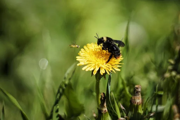 Bombus arıları su altında hayatta kalmak için metabolizmalarını yavaşlatıyor (Unsplash)