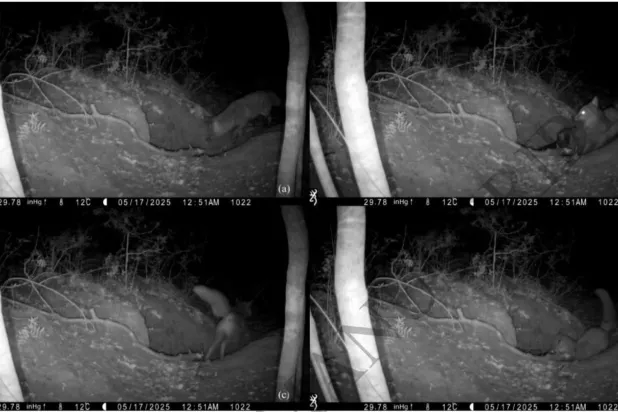 Kurt yavrusuna saldıran kızıl tilki (Current Zoology)