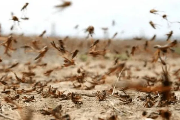 استعدادات في الجزائر للتصدي لغزو الجراد (الإذاعة الحكومية الجزائرية)