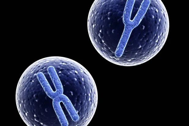 اختراق علمي: «جين أناني» يتحكم في جنس الأجنة