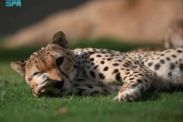 The NCW says it is focused on enhancing wildlife management efficiency. SPA