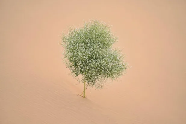 يعود استخدام جذر الناردين بوصفه مهدئاً إلى اليونان وروما القديمتين