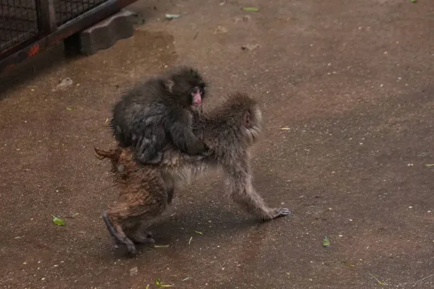 Punch, a Japanese macaque born on July 26, 2025, climbs on the back of another in the monkeys' playground at the Ichikawa city zoo in Tokyo's eastward neighboring city, Tuesday, March 3, 2026. (AP Photo/Hiro Komae)