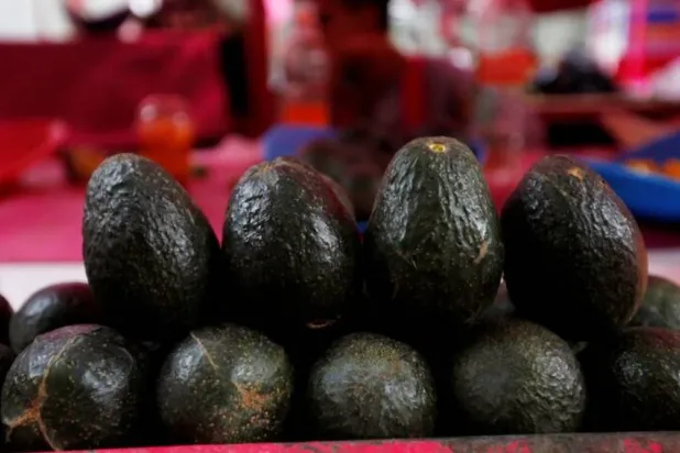 حبات من الأفوكادو (أرشيفية - رويترز) 