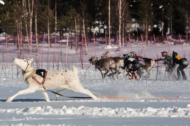  A reindeer breaks away from the pack during the Salla Porocup reindeer sprint racing event on the frozen Lake Keselmajarvi in Salla, Finland, March 7, 2026. (AP) 