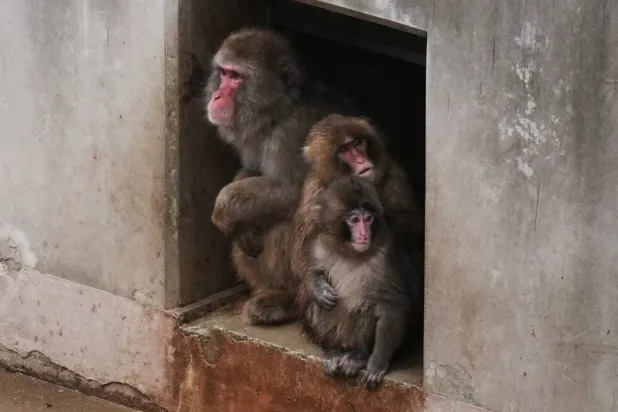  Punch, right a Japanese macaque born on July 26, 2025, sits with others in the monkeys' playground at the Ichikawa city zoo in Tokyo's eastward neighboring city, Tuesday, March 3, 2026. (AP) 