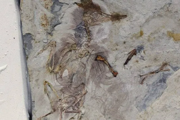 بقايا طائر تروي لغزاً منقوشاً بالحجارة (متحف فيلد في شيكاغو)