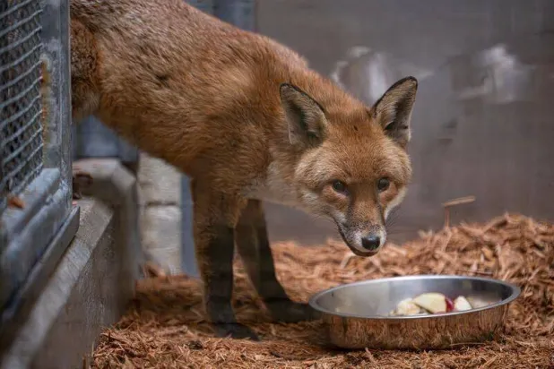 This Feb. 19, 2026, photo provided by the Bronx Zoo on Wednesday, March 11 shows a red fox that stowed away on a cargo ship, crossed the Atlantic and is now at the zoo in New York. (Bronx Zoo via AP)