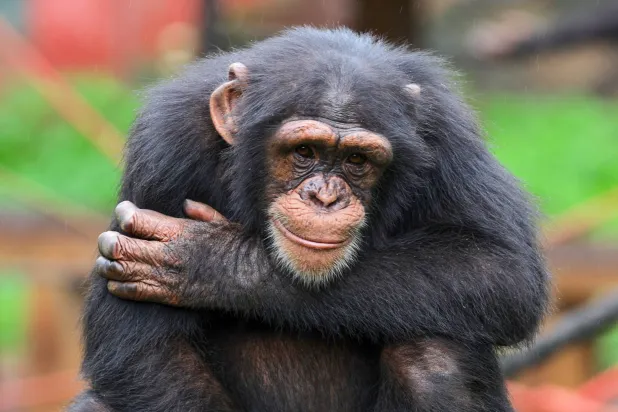 A chimpanzee looks on at the Tacugama Chimpanzee Sanctuary, where rescued primates are rehabilitated in Western Area Peninsula National Park, Sierra Leone, Friday, July 4, 2025. (AP Photo/Misper Apawu)