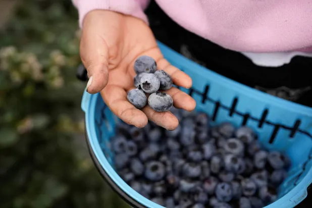 يحتوي التوت الأزرق على واحد من أعلى تركيزات مضادات الأكسدة المقاوِمة للأمراض ما قد يساعد في الوقاية من السرطان (أرشيفية-رويترز)
